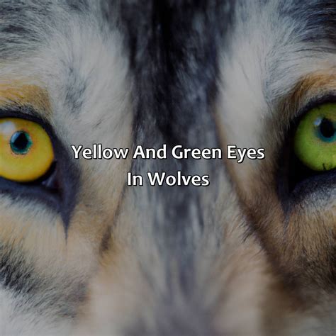 What Color Are Wolves Eyes - colorscombo.com