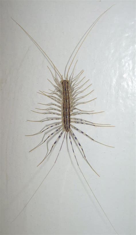 House centipedes are allies in home pest control | CAES Newswire
