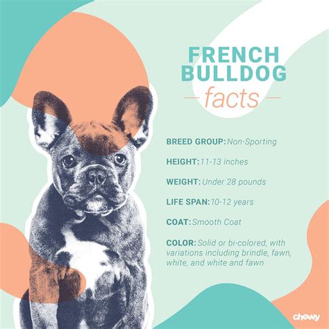 French Bulldog Dog Breed: Facts, Temperament and Care Info