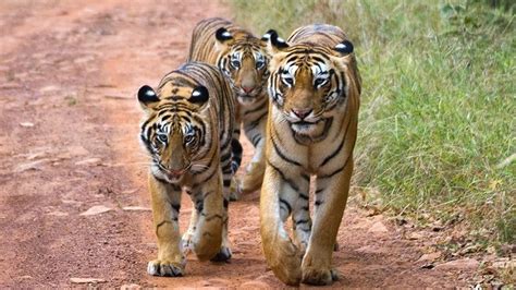 wildlife sanctuaries in Maharashtra