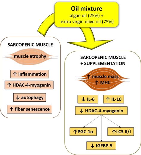 Beneficial Effects of a Mixture of Algae and Extra Virgin Olive Oils on ...