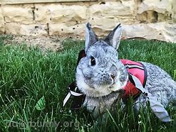 Image result for Bunny Funny Cool