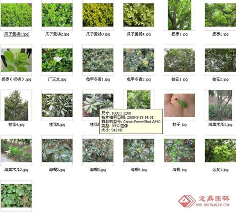 路边绿化常用植物名称,33种园林绿化树种,1200树木名称大全(第3页)_大山谷图库