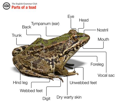 Parts of a frog - Grammar Tips