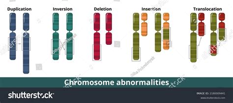 Abnormal Chromosome 的图像结果