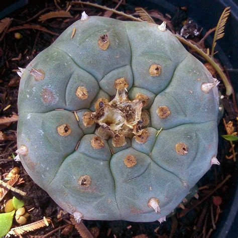 Lophophora williamsii | 'Peyote' | Live plant - Freaky Cacti