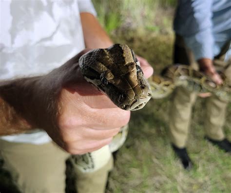 Image result for Female Python Hunters