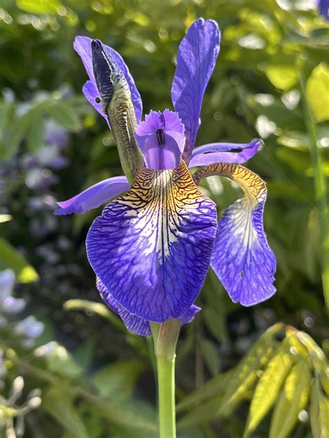 Iris sibirica - Tantalus Plant Nursery & Flower Farm