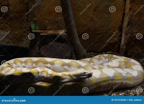 Image result for Reticulated Python Snake