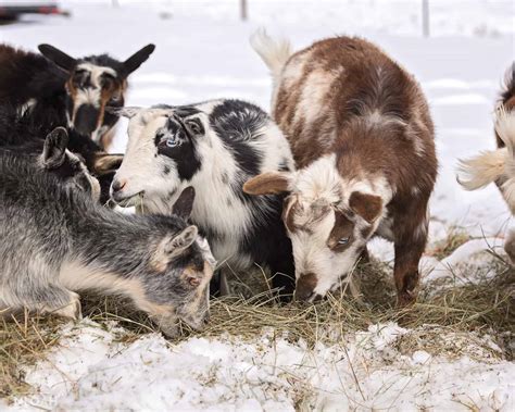 What’s the Average Weight of a Goat?