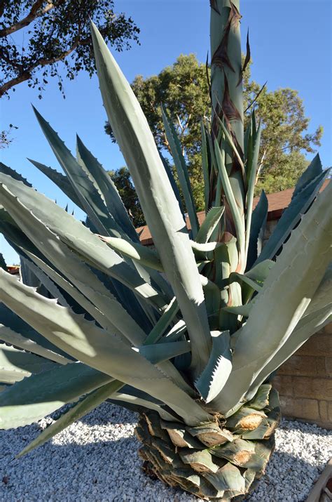 Agave Americana | MowryJournal.com
