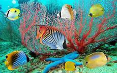 Moving Fish Wallpaper by Moving Fish Wallpaper Wallpapersafari Moving Fish Wallpaper