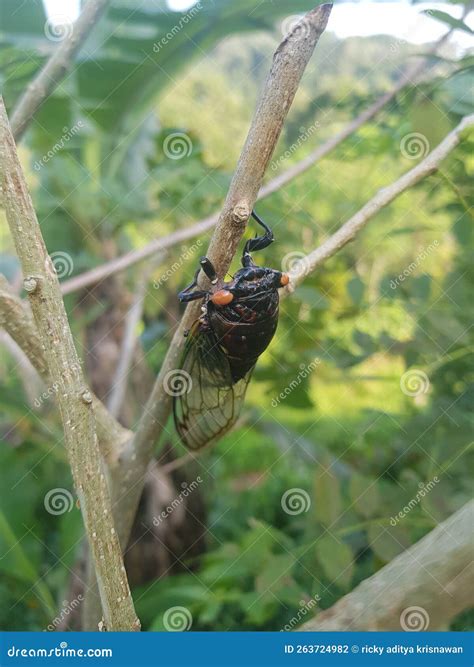 Locus Bug Sound 的图像结果