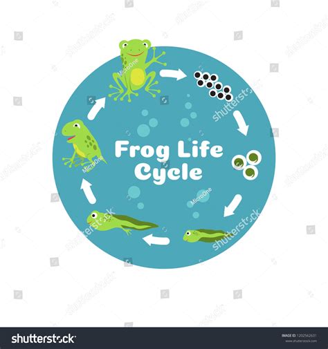 Frog Cycle 的图像结果