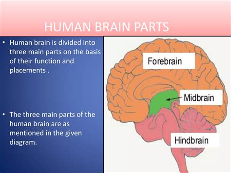 Image result for Brain Nervous System Function