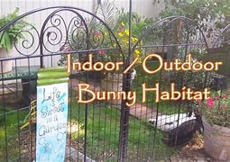 Image result for Bunny and Chicken Habitat