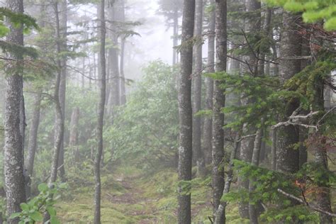 Adirondack Hiking | 46er - Allen Mountain - Pure Adirondacks