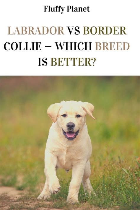 Protection of Lab Dog 的图像结果