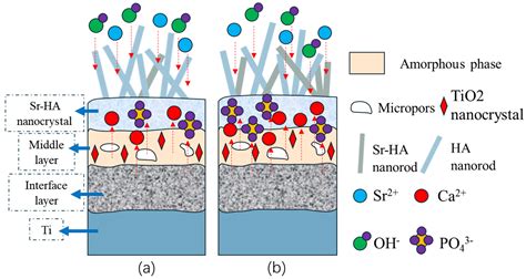 Formation and Bioactivity of Composite Structure with Sr-HA Phase and ...
