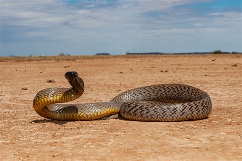 Top 10 Shocking Deadliest Venomous Snakes In The World Top 10 Most