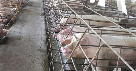 Intensive Pig Farming 的图像结果