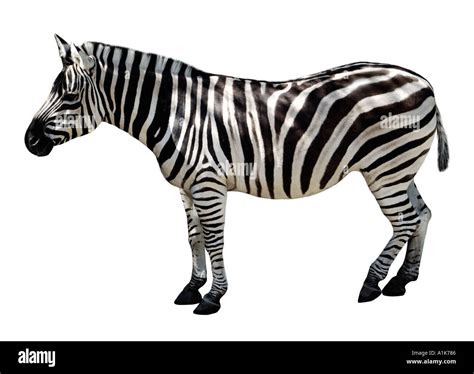 Image result for Zebra Cut Out