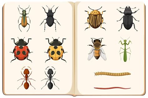 Page 8 | Images de Insectes Differents Ailes Differentes ...