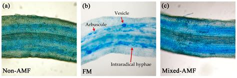 Field Inoculation of Arbuscular Mycorrhizal Fungi Improves Fruit ...