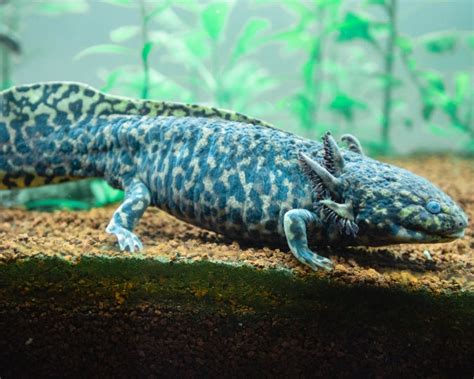 Axolotl Diet Kya Honi Chahiye? Feeding Guide