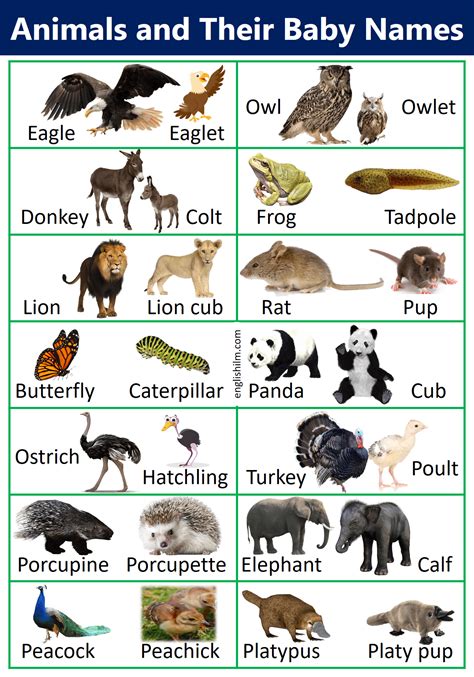 Animals and their baby names in english with images – Artofit