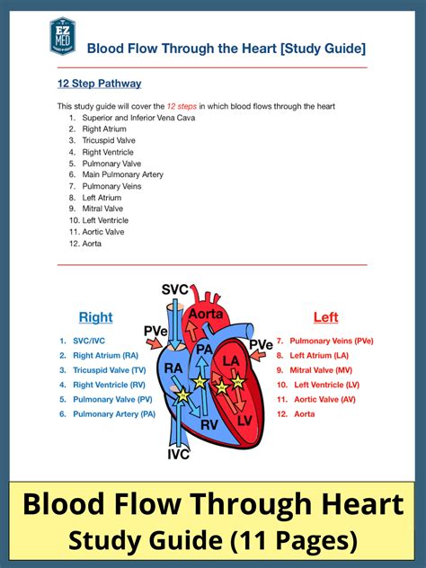 Heart blood flow – Artofit - order of blood flow through the heart