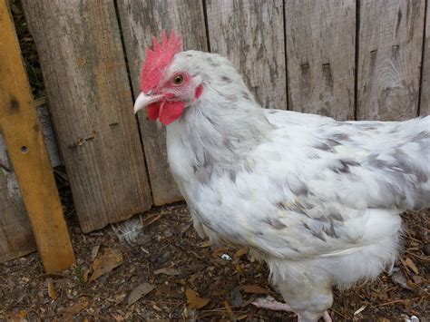 Splash Marans cockeral | BackYard Chickens - Learn How to Raise Chickens
