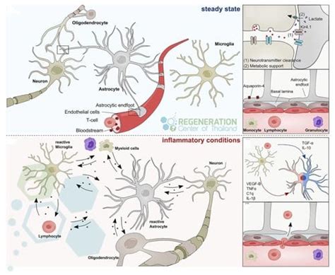 Astrocytes can gain neural stem cell properties after brain injury
