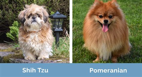 Shih Tzu vs. Pomeranian: Which One Is Right for You? (With Pictures ...