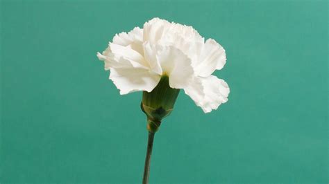 January Birth Flowers Meaning: Carnation | Floom