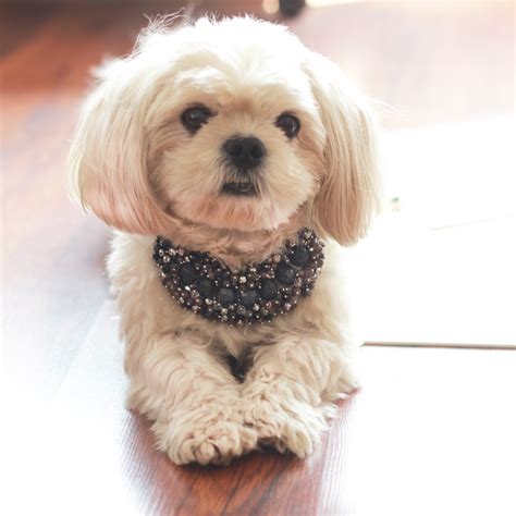 World Pet Day is here!