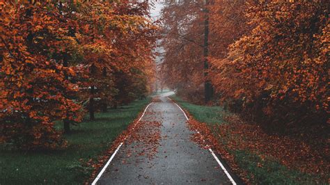 Download wallpaper 1920x1080 pathway, trees, fog, autumn, nature full ...