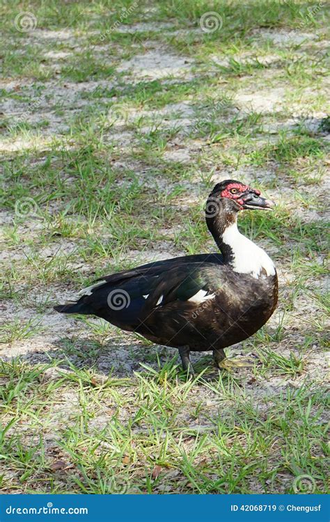 Muscovy duck with red head stock image. Image of domestic - 42068719