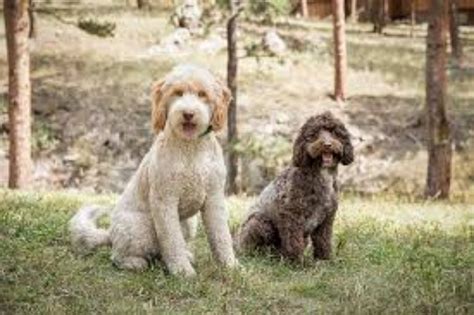 Image result for Labradoodle