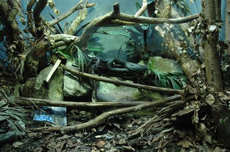 Image result for Diamond Python Snake Habitat