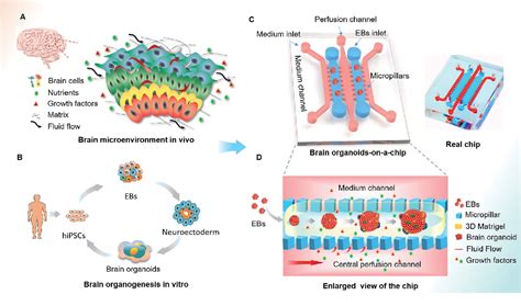 Brain Processing Unit 的图像结果