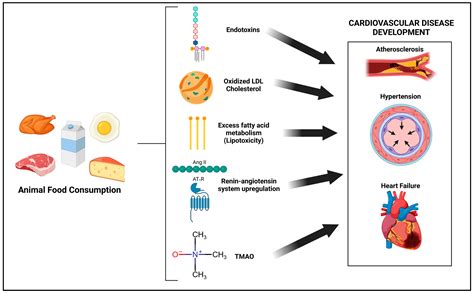 The Impacts of Animal-Based Diets in Cardiovascular Disease Development: A Cellular and ...