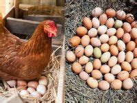 Image result for Gallinas Tutorial