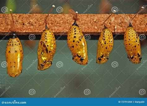 Butterfly Cocoons On A Stick Stock Photography | CartoonDealer.com ...