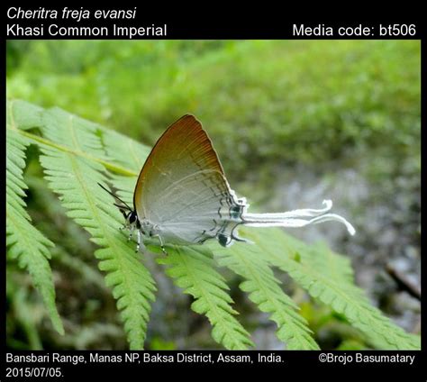 Cheritra freja | Butterfly