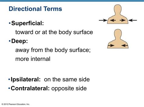 Image result for Contralateral Body Parts Example