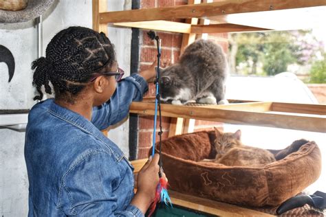 Our First Exciting Experience at Java Cats Cafe Atlanta | Product ...