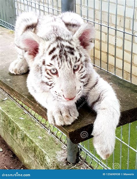 White Tiger Baby Cub in Zoo Stock Photo - Image of together, asia ...