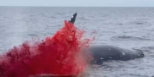 Image result for Whale Body Exploding