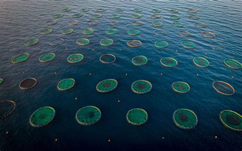 What Is Fish Farming 的图像结果